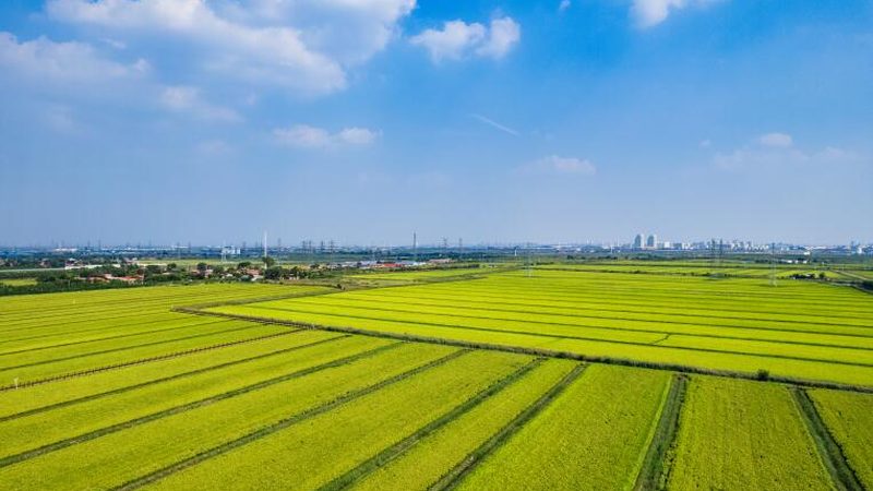 智慧农业种植系统定制方案：打造高效可持续的农田生态