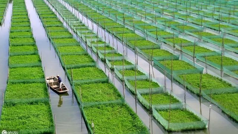 生鲜配送承包合同：优缺点解析与注意事项