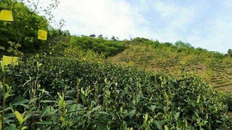 果蔬配送中心：如何搭建高效供应链**