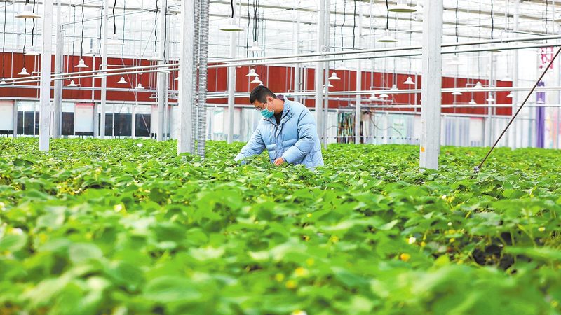 云南现代农业种植技术培训：从田间到课堂的转型之路
