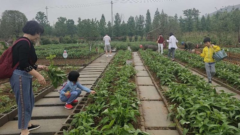 农民专业合作社理事长：角色定位与职责解析