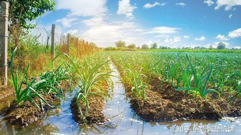 农业产业园规划设计：从蓝图到丰收的步骤解析**
